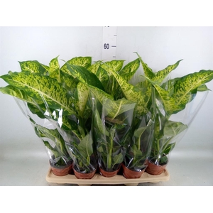 Dieffenbachia  'Mars'