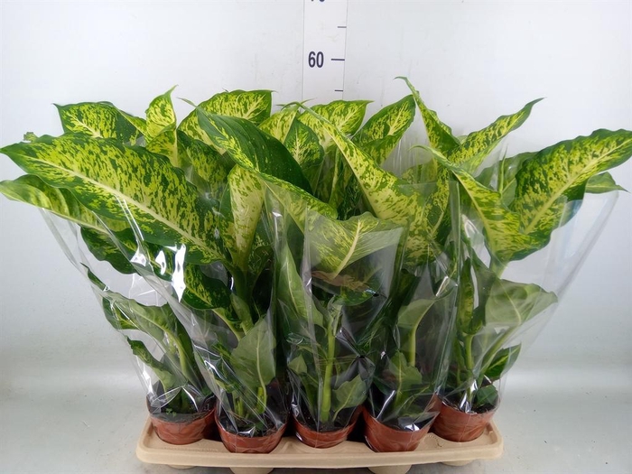 <h4>Dieffenbachia  'Mars'</h4>