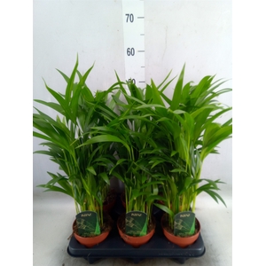 Dypsis lutescens   ...Chrysalidoca