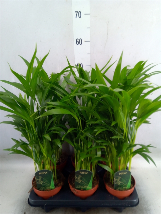 <h4>Dypsis lutescens   ...Chrysalidoca</h4>