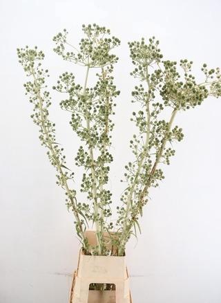 ERYNGIUM GREEN GLOBE 180CM