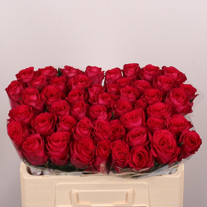 <h4>Madam Cerise</h4>