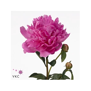 Paeonia Glory Hallelujah