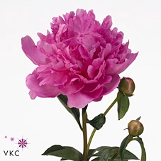 Paeonia glory hallelujah