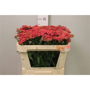Achillea millef. 'Paprika'