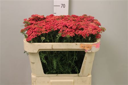 <h4>Achillea millef. 'Paprika'</h4>