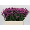 Limonium sinuatum Rosa Sun Birds
