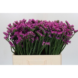 Limonium sinuatum Rosa Sun Birds
