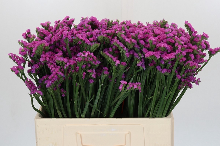 <h4>Limonium sinuatum Rosa Sun Birds</h4>