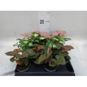 Syngonium   ...