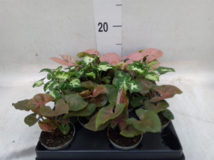 <h4>Syngonium   ...</h4>