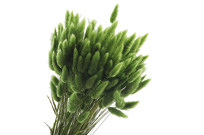 Lagurus Green Olive