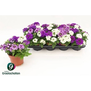 VERBE GEM IN POT