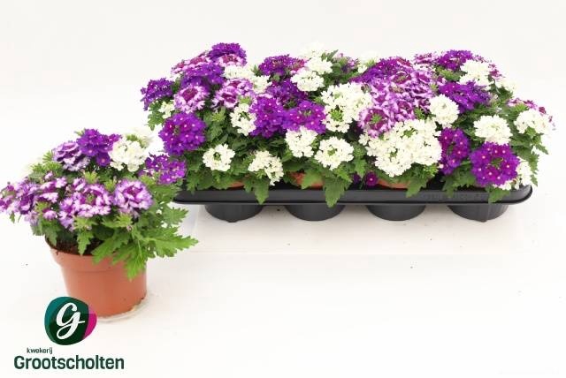 <h4>VERBE GEM IN POT</h4>