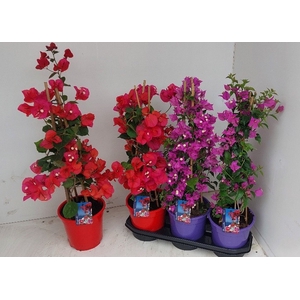 BOUGAINV DANIA