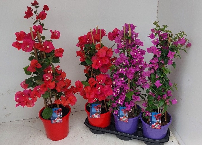 <h4>BOUGAINV DANIA</h4>