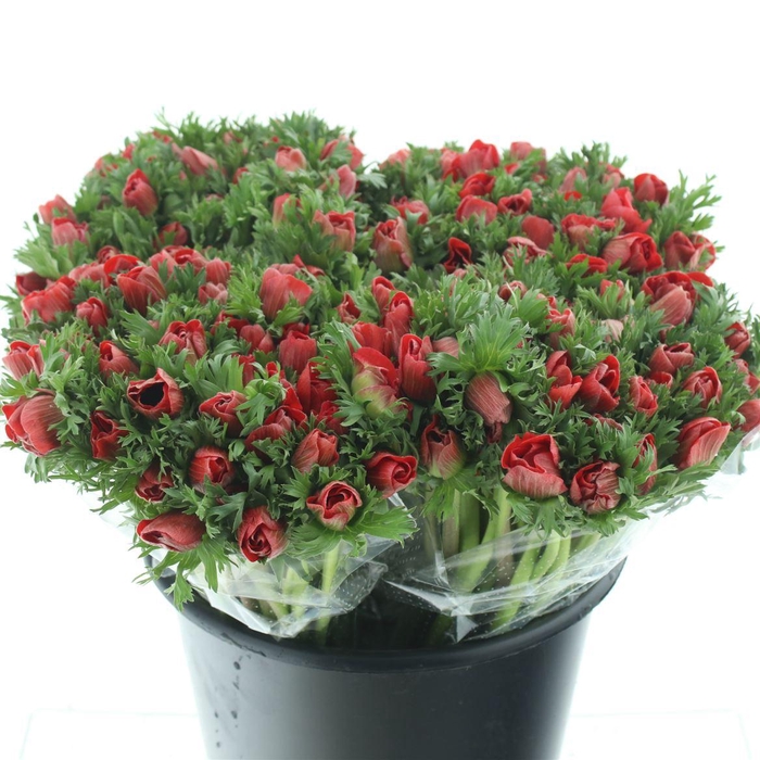 <h4>Anem Co Mar Red</h4>