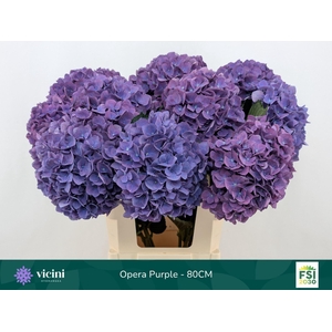 Hydrangea  'Royal Opera'