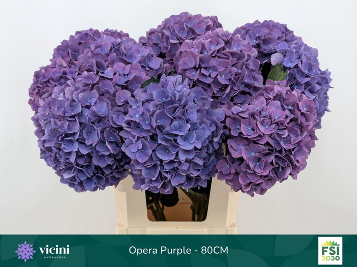 <h4>Hydrangea  'Royal Opera'</h4>