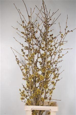 <h4>Hama Mollis Yellow</h4>