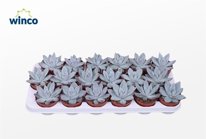 <h4>Echeveria Colorata Ice</h4>