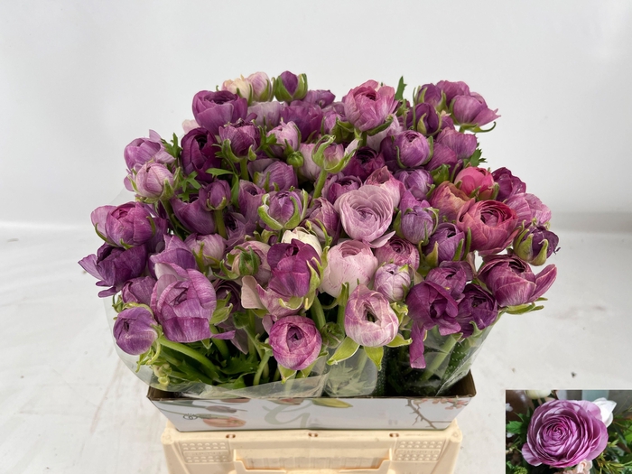 <h4>RAN AM PURPLE JEAN</h4>