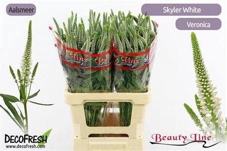 <h4>Veron L Skyler White</h4>