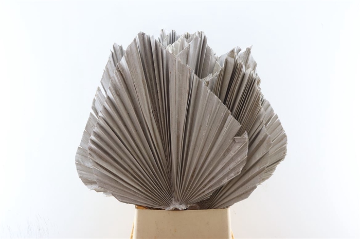 Dried Palm King Spear Xl L110.0w45.0 Frosted