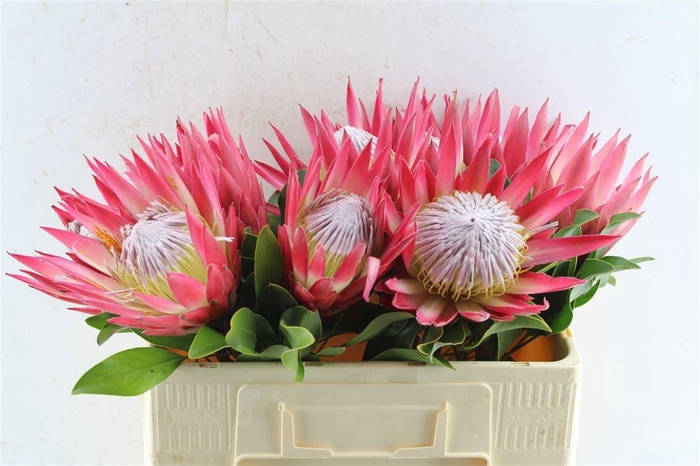 <h4>PROTEA CY MADIBA</h4>