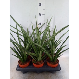 Sansevieria cyl.  ...