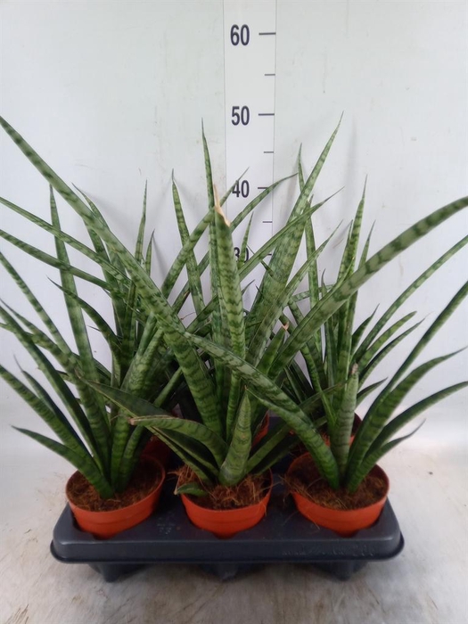 Sansevieria cyl.  ...