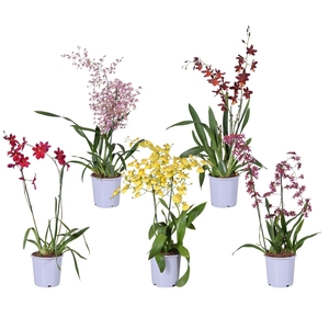 Orchideeën Gemengd 2 Tak