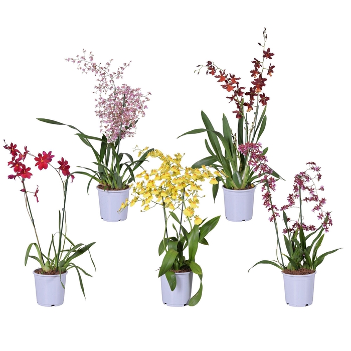 <h4>Orchideeën Gemengd 2 Tak</h4>