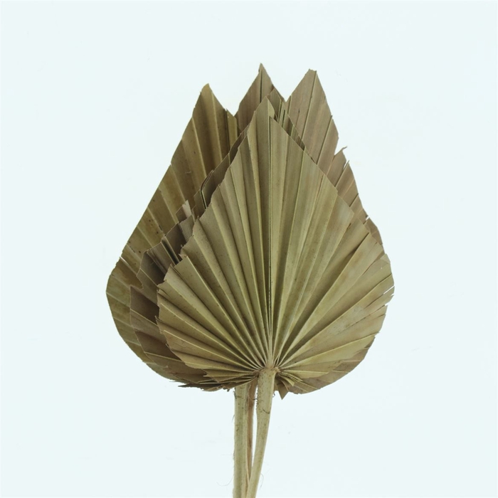 <h4>Dried Palm Spear Natural</h4>