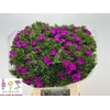 Dianthus Br Amazon Neon Purple