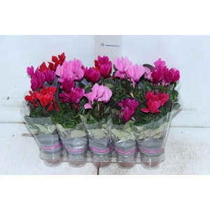 CYCLAMEN MINI P06