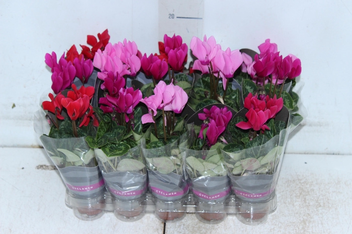 <h4>CYCLAMEN MINI P06</h4>