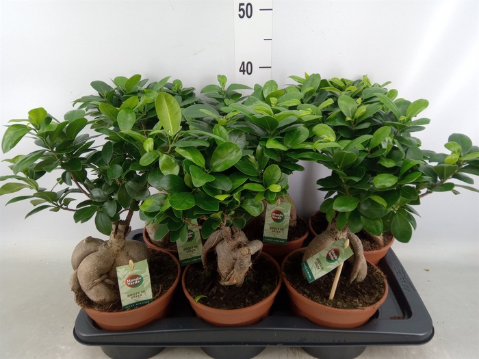 <h4>Ficus microcarpa 'Ginseng'</h4>