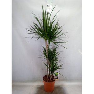 Dracaena marg.