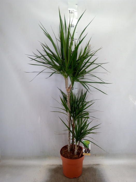 <h4>Dracaena marg.</h4>