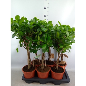 Ficus microcarpa 'Moclame'