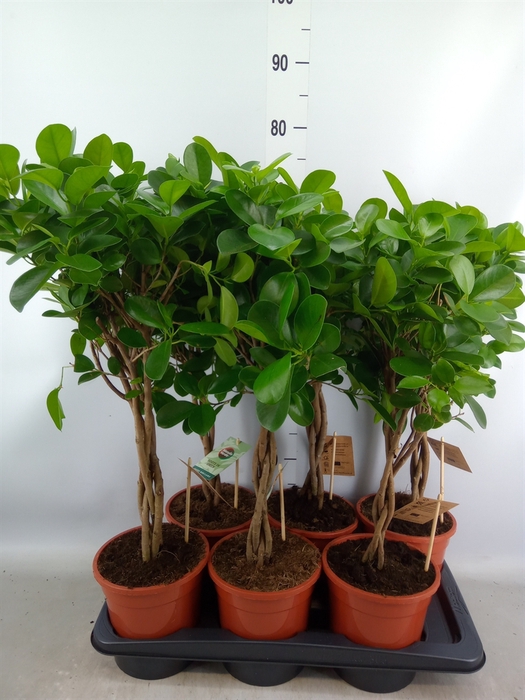 <h4>Ficus microcarpa 'Moclame'</h4>