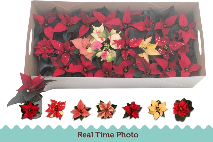 <h4>EUPHOR P GEM</h4>