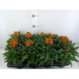 Erysimum  'Leya Orange Glow'