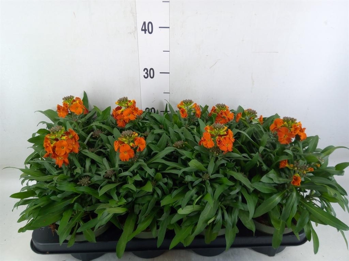 <h4>Erysimum  'Leya Orange Glow'</h4>