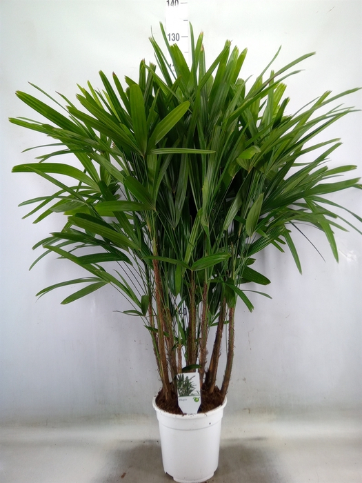 <h4>Rhapis excelsa</h4>