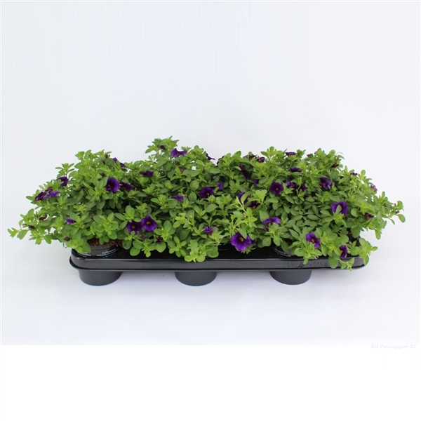 <h4>Calibrachoa Minifamous Dark Blue</h4>
