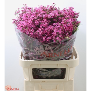 CHAMELAUCIUM 'FREE SPIRIT'