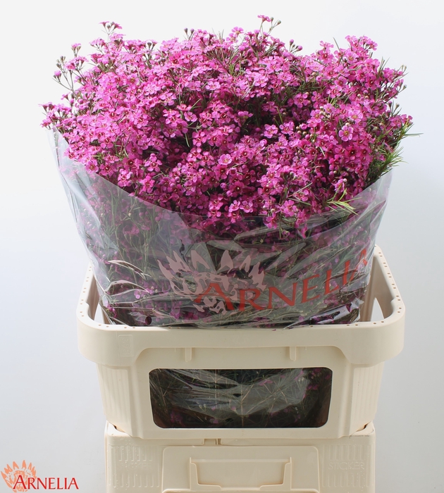 <h4>CHAMELAUCIUM 'FREE SPIRIT'</h4>