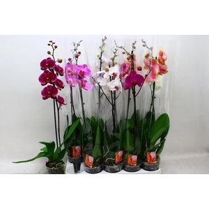 PHAL GEM